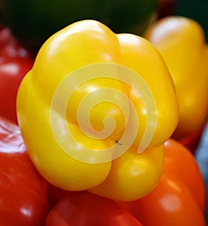 Fresh organic bell peppers capsicum