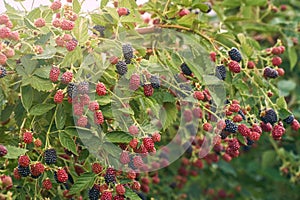 Fresh organic blackberries on the bush with lensflare toned.