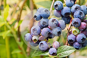 Fresh organic blueberries on blueberry bush