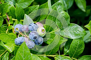 Fresh organic blueberries on the bushes.