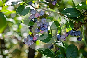 Fresh organic blueberrys on the bush at sanny day