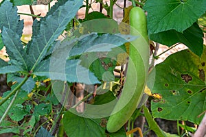 Fresh organic bottle gourd vegitable