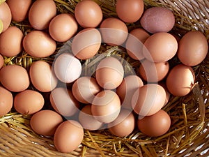 Fresh organic brown eggs