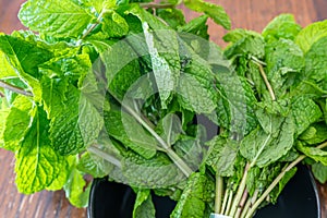 Fresh organic Bunches of mint leaves