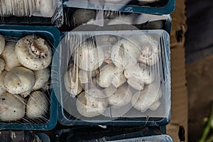 Fresh organic button mushroom in plastic beg from farm close up shot