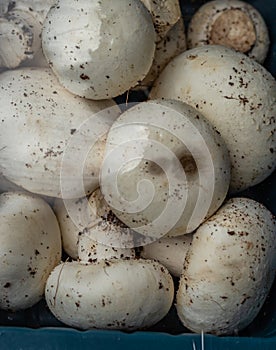 Fresh organic button mushroom in plastic beg from farm close up shot