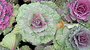Fresh organic cabbage vegetables with water droplets growing in home garden, top view