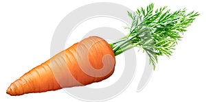 Fresh organic carrot on white background. Clipping path