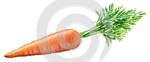 Fresh organic carrot on white background. Clipping path