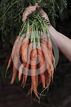 Fresh Organic Carrots