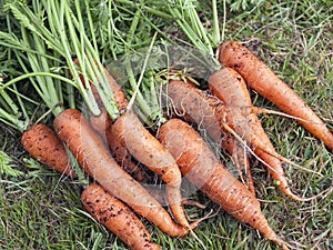 Fresh organic carrots