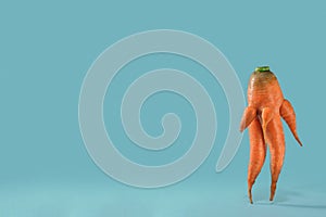 Fresh organic carrots on a blue background. Vegetables harvest. Organic fresh harvested vegetables