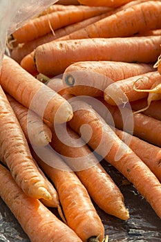 Fresh organic carrots