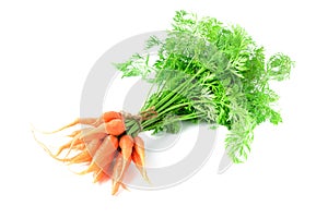 Fresh organic carrots with green leaves isolated