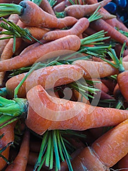 Fresh organic carrots for sale at local farmers market, closeup of photo