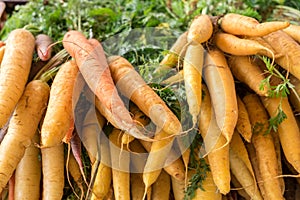 Fresh organic carrots for sale at a local market