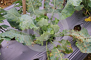 Fresh Organic Cauliflower in the garden is attacked by viral diseases and biological pests and physiological disorders