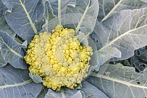 Fresh organic cauliflower vegetables salad in farm for health, food and agriculture concept design