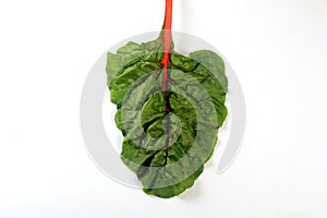 Fresh organic chard on a white background