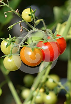 Fresh and organic cherry tomatoes