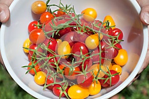 Fresh Organic Cherry Tomatoes