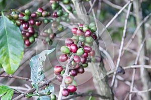 Fresh organic coffee berries hang on tree in Norther of Thailand