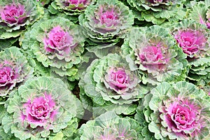 Fresh organic collard greens, cabbage garden