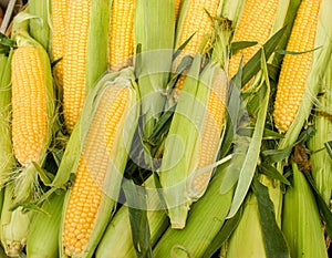 Fresh organic corn
