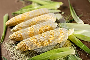 Fresh organic corn on the cob with husk