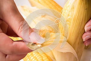 Fresh organic corn. healthy food. harvested corn. used to make popcorn, cereal, cornflake, animal food. ingredient of salad for