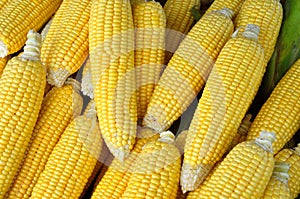 Fresh organic corn