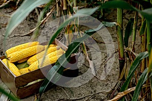 Fresh organic corn in a wooden box standing on a corn field. Successful harvest of sweet corn