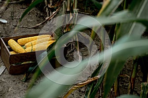 Fresh organic corn in a wooden box standing on a corn field. Successful harvest of sweet corn