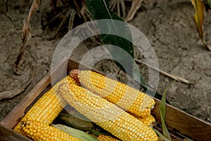 Fresh organic corn in a wooden box standing on a corn field. Successful harvest of sweet corn