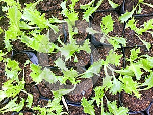 Fresh organic Dandelion green salad vegetable farm. raw healthy veggies natural food background. top view