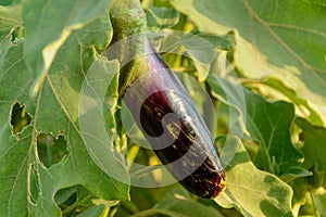 Fresh organic Eggplant in the garden