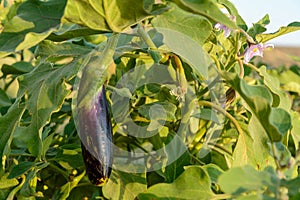 Fresh organic Eggplant in the garden