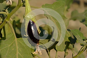 Fresh organic Eggplant in the garden