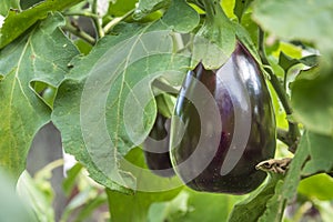 Fresh organic eggplant harvest