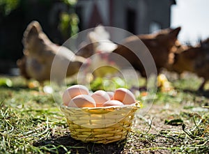 Fresh organic eggs in the basket