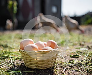 Fresh organic eggs in the basket