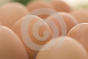 Fresh organic eggs from chicken farm agriculture