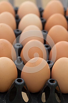 Fresh organic eggs from chicken farm agriculture