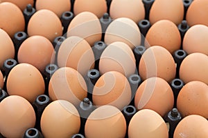 Fresh organic eggs from chicken farm agriculture for sale