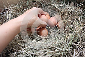 Fresh organic eggs from the farm in the morning background