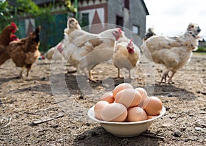 Fresh organic eggs in the plate