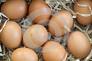 Fresh organic eggs on straw