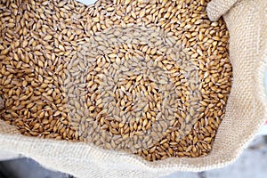 Fresh organic Einkorn wheat grains in white sack, top view of healthy food