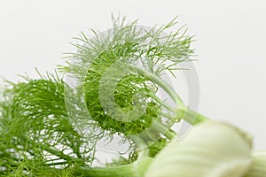 Fresh organic fennel bulbs for culinary purposes isolated on white background