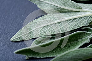 Fresh Organic Garden or Common Sage Salvia officinalis leaves on natural stone. Lamiaceae mint family.